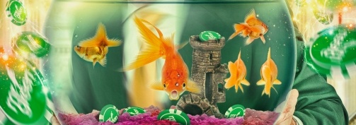 Turniej golden fish tank w mr green